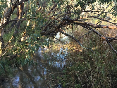 Wetland Forest Restoration